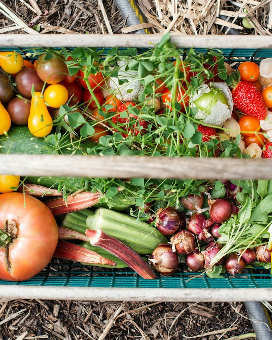 A wooden harvest basket packed with tomatoes, peppers, onions, and greens