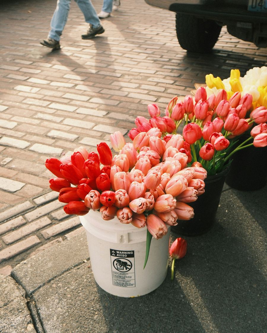 Buckets of tulips set out on a cobblestone street